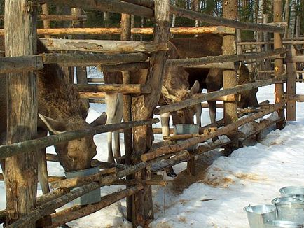 Як містять приручених лосів