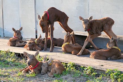 Cum să păstreze înflorit moose