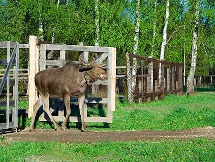 Cum să păstreze înflorit moose