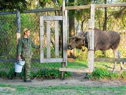 Як містять приручених лосів