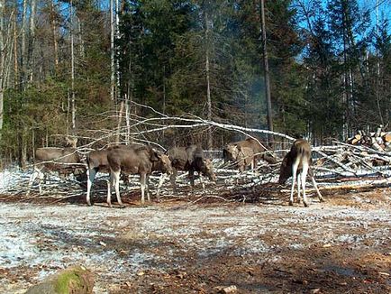 Cum să păstreze înflorit moose