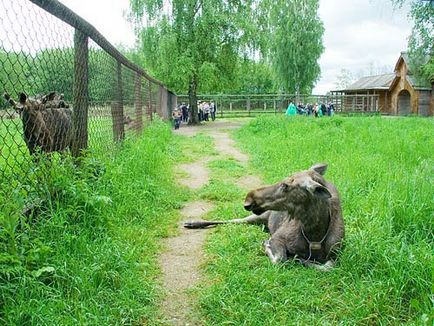 Як містять приручених лосів