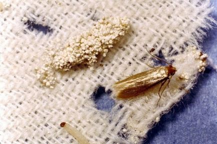 Cum să păstrați haina de blană de la molii vara