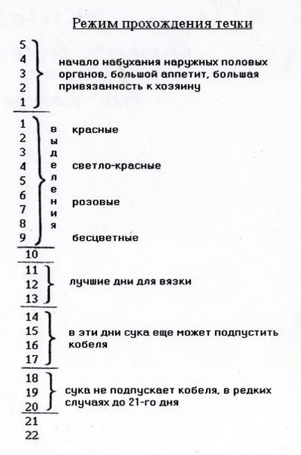 Як спокійно пережити першу течку і не нашкодити тварині 11 січня 2016 - здорова собака