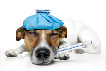 Cum să supraviețuiți în siguranță primei căldări și să nu faceți nici un rău animalului 11 ianuarie 2016 - un câine sănătos