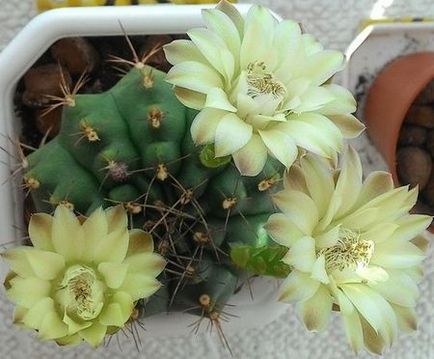 Cactus gymnocalycium ellátás és a fajta, virágos-blog