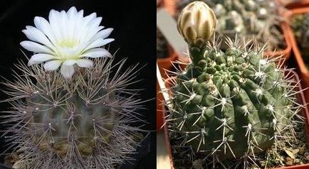 Cactus hynomalicium îngrijire și varietăți, flori-blog