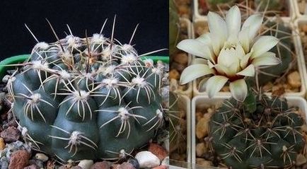 Cactus gymnocalycium ellátás és a fajta, virágos-blog