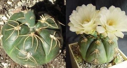 Cactus hynomalicium îngrijire și varietăți, flori-blog