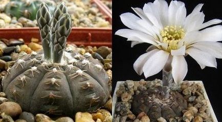 Cactus gymnocalycium ellátás és a fajta, virágos-blog