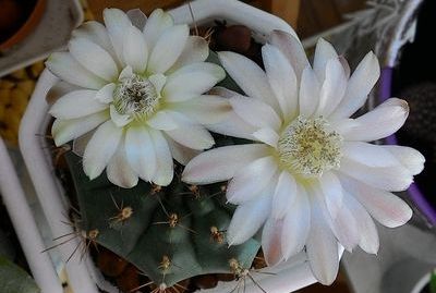 Cactus gymnocalycium ellátás és a fajta, virágos-blog