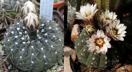 Cactus hynomalicium îngrijire și varietăți, flori-blog