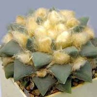 Cactus hynomalicium îngrijire și varietăți, flori-blog