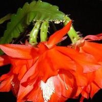 Cactus hynomalicium îngrijire și varietăți, flori-blog