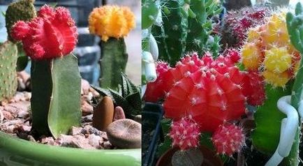 Cactus gymnocalycium ellátás és a fajta, virágos-blog