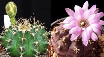 Cactus gymnocalycium ellátás és a fajta, virágos-blog