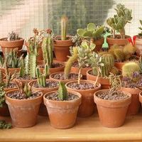 Cactus gymnocalycium ellátás és a fajta, virágos-blog