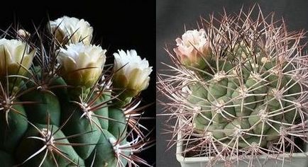 Cactus hynomalicium îngrijire și varietăți, flori-blog