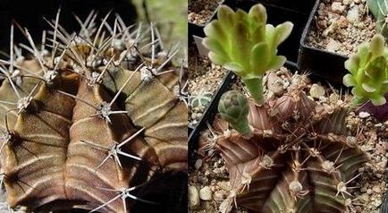 Cactus gymnocalycium ellátás és a fajta, virágos-blog