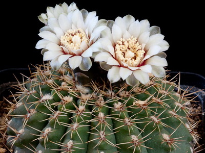 Cactus gymnocalycium fajok és fotók