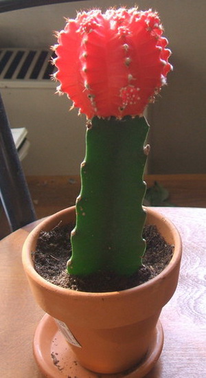Cactus gimnokalitsium tipuri și fotografii