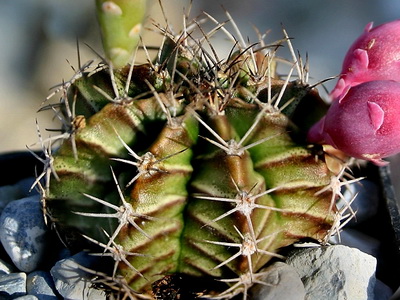 Cactus gimnokalitsium tipuri și fotografii