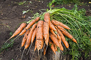 Як прискорити схожість насіння, щоб виростити ранню моркву відео