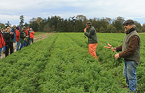 Cum de a accelera germinația semințelor pentru a crește morcovi devreme video