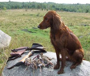 Cum să te comporți cu un câine vânat de vânătoare
