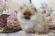 Cum arată puii de spitz pomeranian la vârste diferite