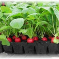 Як вирощувати редис сора, щоб отримати смачний і багатий урожай