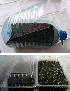 Cum să crească un răsad de roșii într-o sticlă de plastic