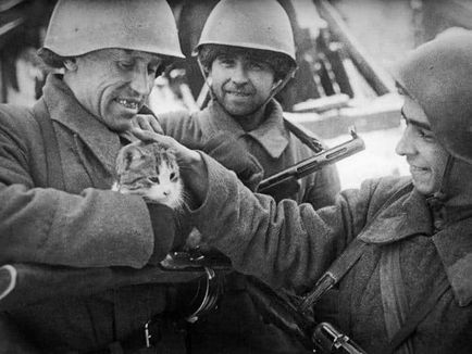 Cum pisicile din Yaroslavl au salvat Leningradul