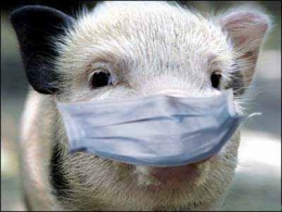 Як захиститися від африканської чуми свиней - нове життя