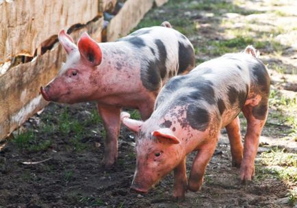 Hogyan védi farm sertéseknek a afrikaisertéspestisvírus 2015/07/17