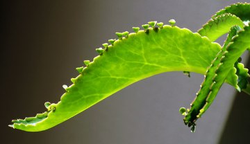 Kalanchoe - háziorvos és a hagyományos kozmetika