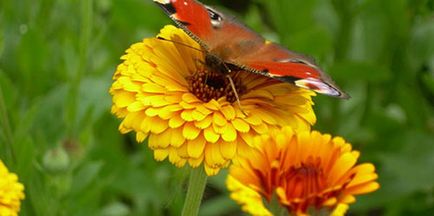 Calendula de la acnee pe fata top 7 retete de medicina populara