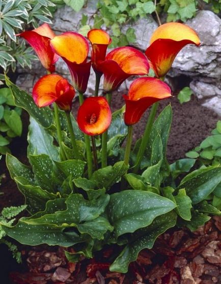 Calla, sau zandedeschia (zantedeschia aethiopica), sere