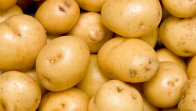 Картопля Рогнеда опис сорту, характеристика, фото
