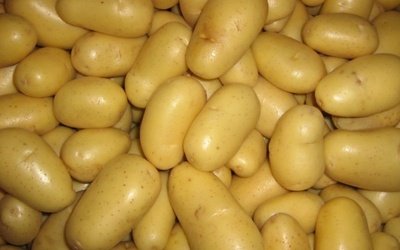 Картопля Рогнеда опис сорту, характеристика, фото