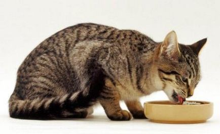 Porridge pentru confortul pisicii - acasă