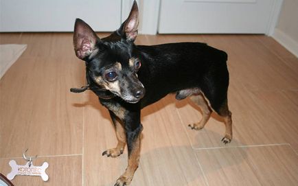 A kasztrálás toy terrier - következmények