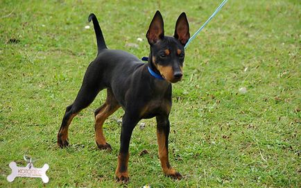 A kasztrálás toy terrier - következmények