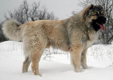 Кавказька вівчарка фото, опис породи, характер і ціни кавказця