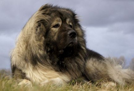 Caucazianul Shepherd Dog fotografie, descrierea rasei, natura și prețurile caucazienilor