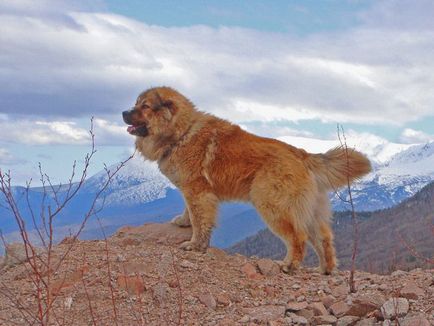 Photo kaukázusi juhászkutya, fajta leírását, a természet és az ár a kaukázusi