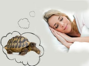 До чого сниться черепаха жінці сонник