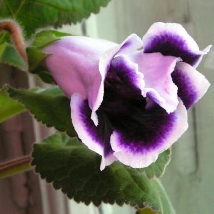 Tuberculi gloxinia secretele de stocare adecvată 1564