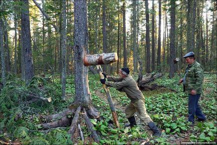 Коли збирати кедрові шишки