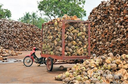 Caracteristicile distinctive și domeniul de aplicare a turbei de cocos